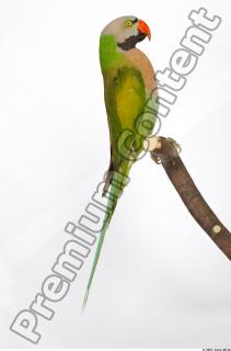 Parrot Psittacula alexandri 0028